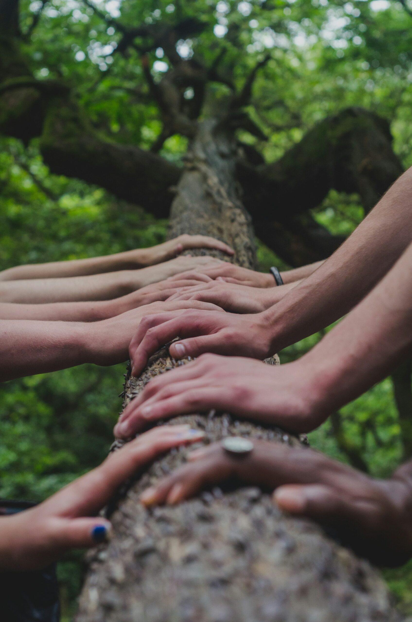 Hands from multiple people on a tree trunk evoking a feeling of teamwork.